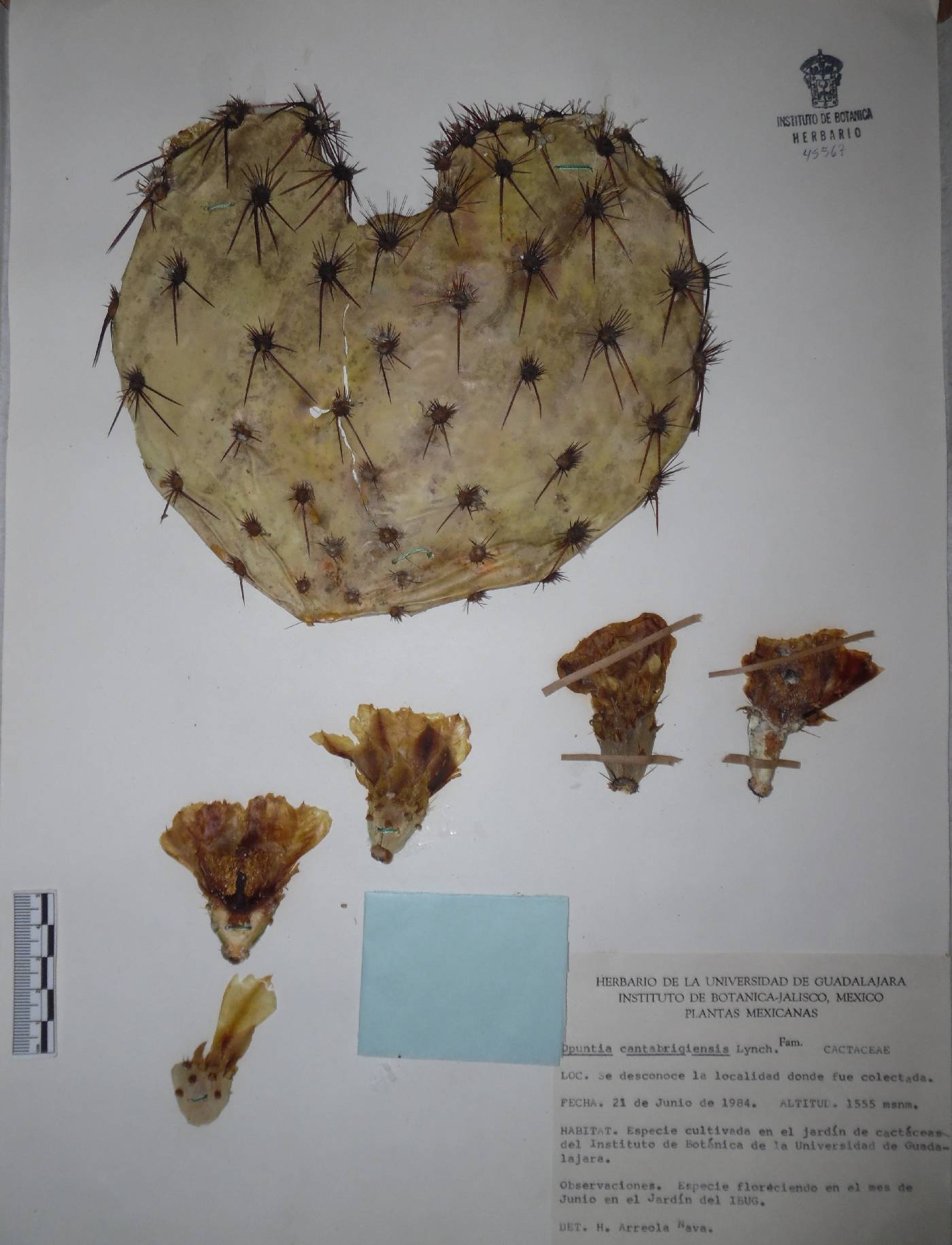 Opuntia cantabrigiensis image