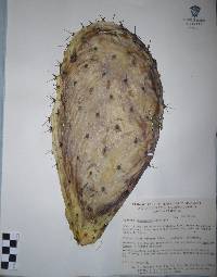 Opuntia megacantha image