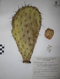 Opuntia streptacantha image