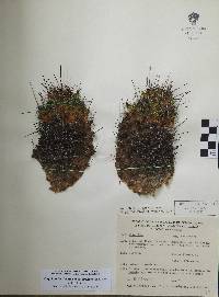 Coryphantha clavata subsp. stipitata image