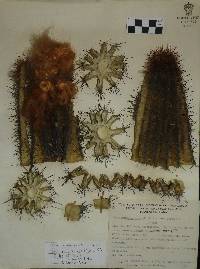 Pilosocereus purpusii image