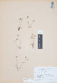 Utricularia gibba image