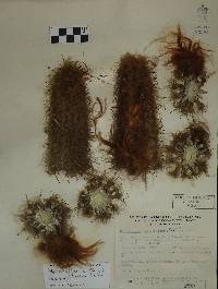 Pilosocereus purpusii image