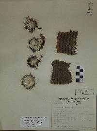 Pilosocereus purpusii image