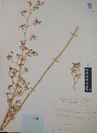 Oncidium ensatum image