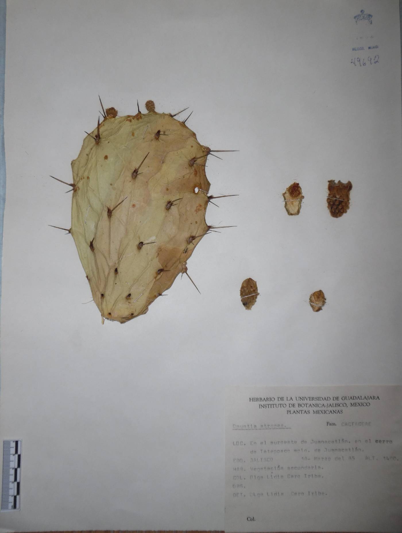 Opuntia atropes image