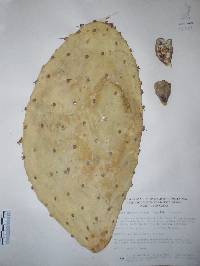 Opuntia excelsa image