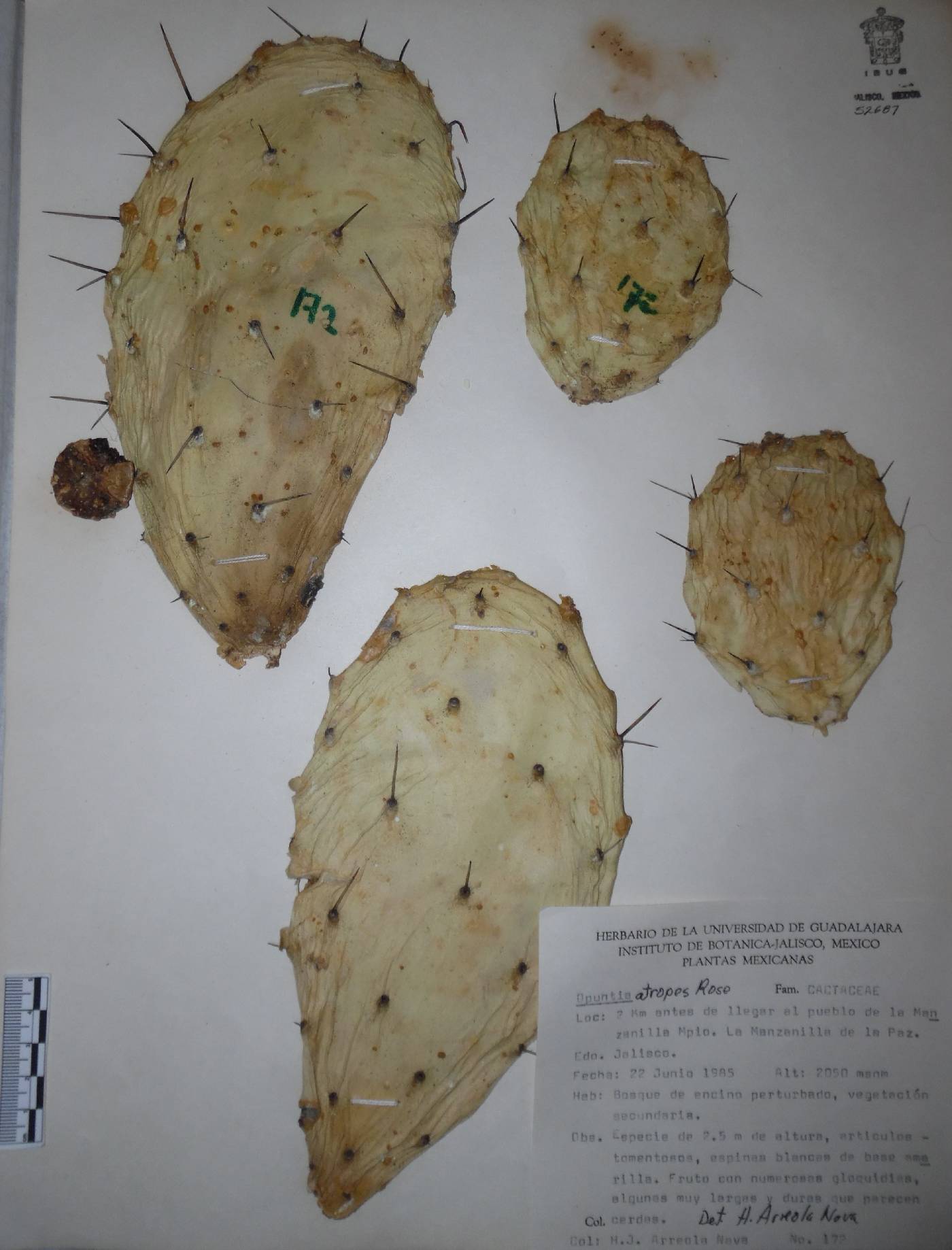 Opuntia atropes image