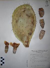 Opuntia megacantha image