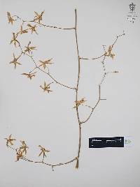 Oncidium hastatum image