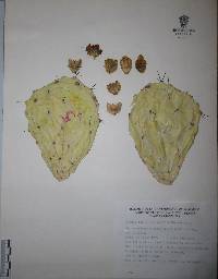 Opuntia fuliginosa image