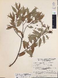 Agarista mexicana var. pinetorum image