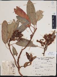 Arbutus xalapensis image