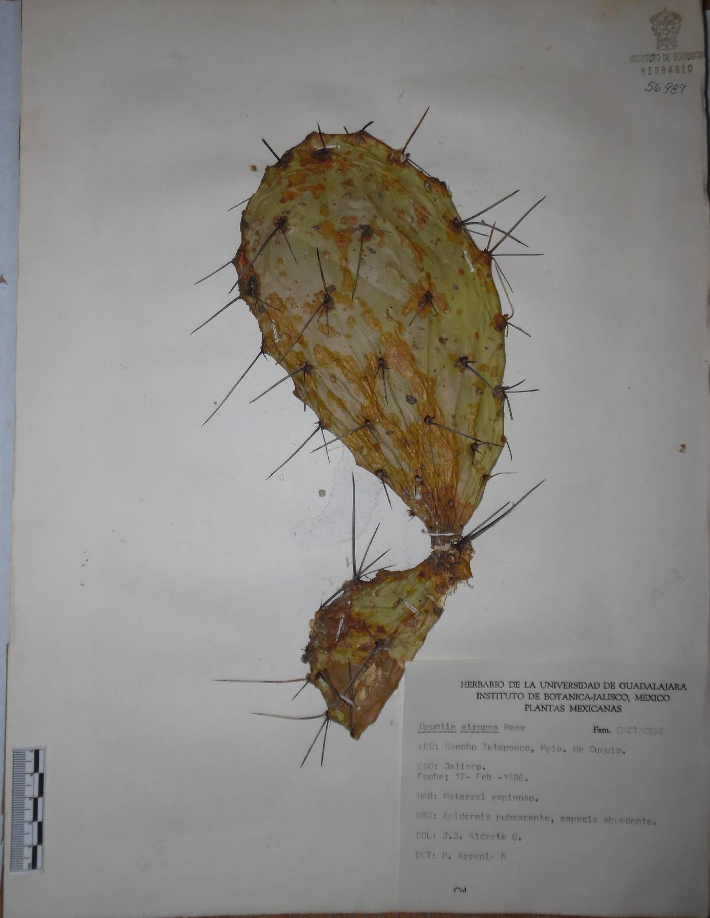 Opuntia atropes image