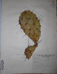 Opuntia atropes image