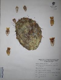 Opuntia fuliginosa image