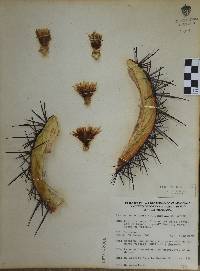 Ferocactus histrix image