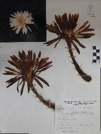 Nyctocereus serpentinus image