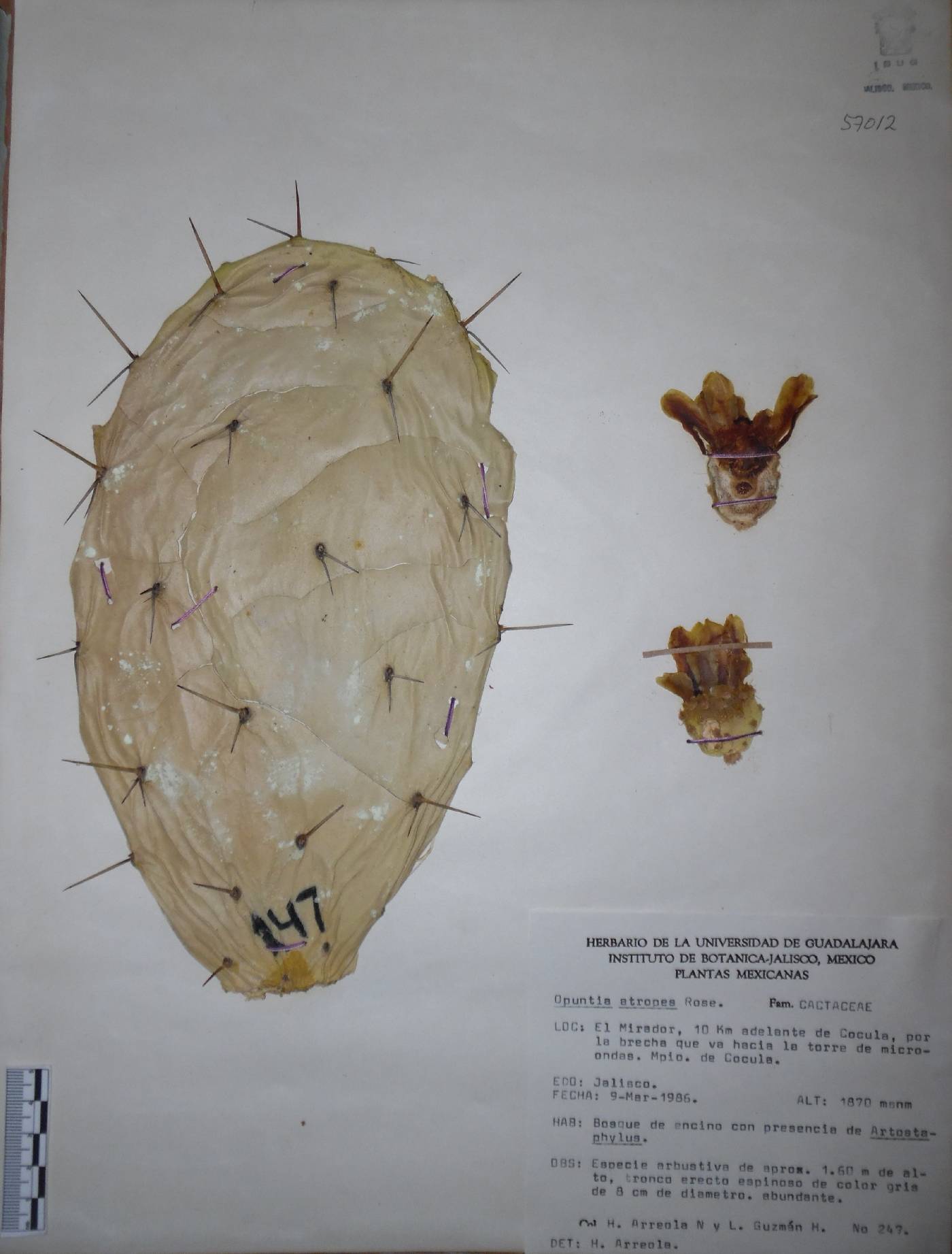 Opuntia atropes image