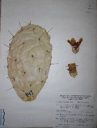 Opuntia atropes image