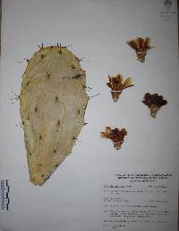 Opuntia atropes image