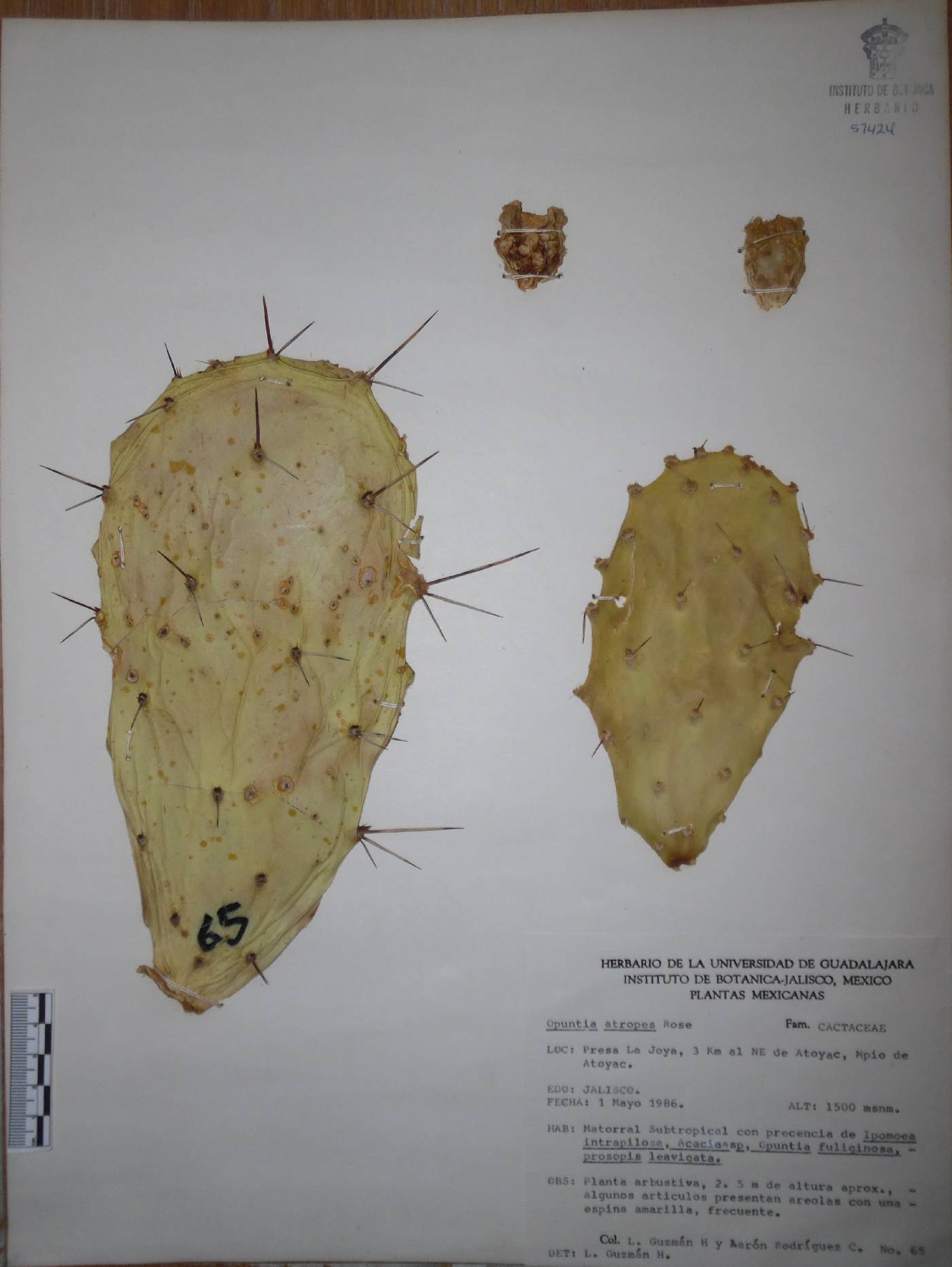 Opuntia atropes image