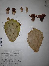 Opuntia atropes image