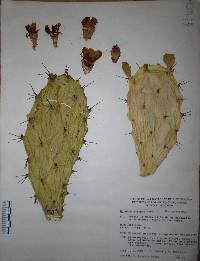 Opuntia atropes image