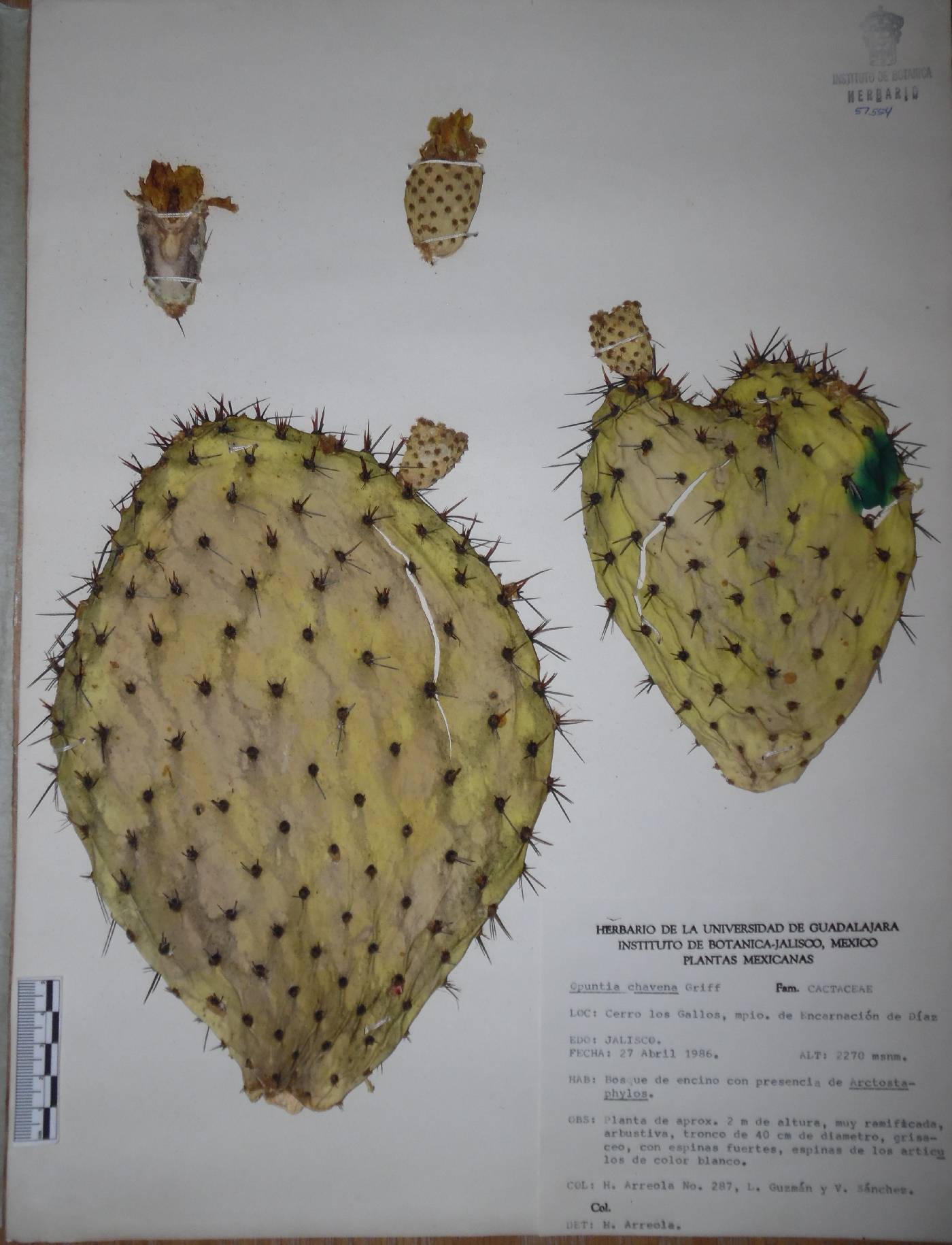 Opuntia hyptiacantha image