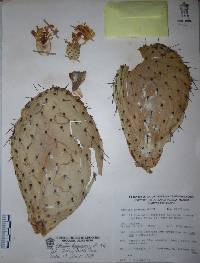 Opuntia hyptiacantha image