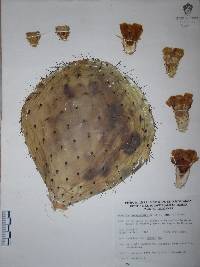 Opuntia hyptiacantha image