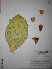 Opuntia fuliginosa image