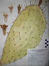 Opuntia megacantha image