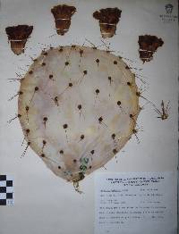 Opuntia robusta image