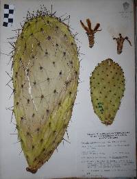 Opuntia streptacantha image