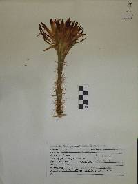 Nyctocereus serpentinus image