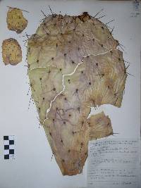 Opuntia lasiacantha image