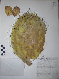 Opuntia streptacantha image