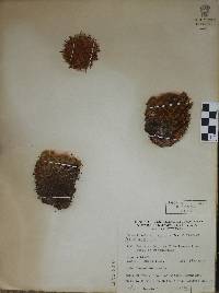 Mammillaria scrippsiana image