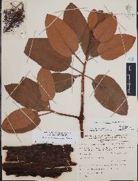 Arbutus madrensis image