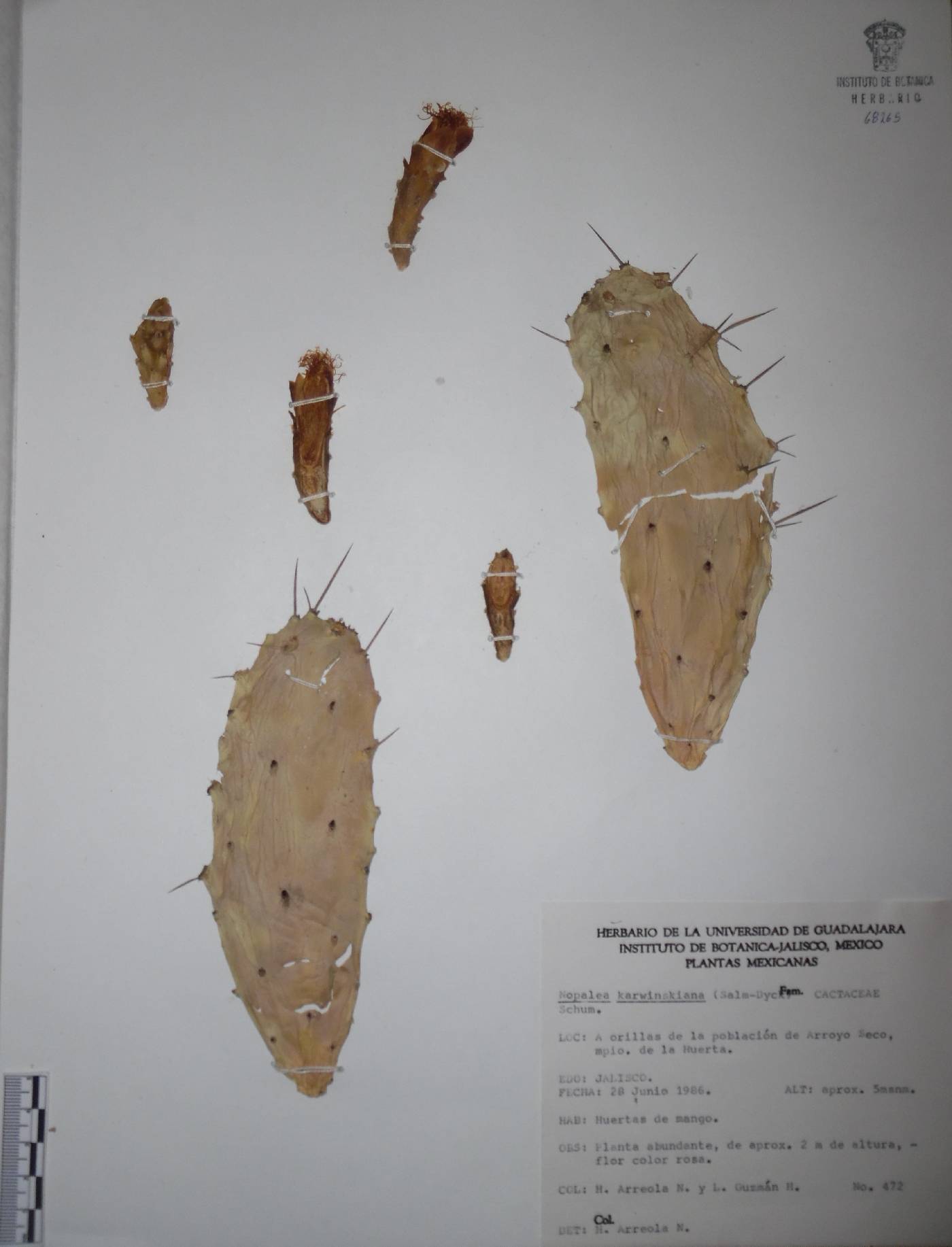 Opuntia karwinskiana image