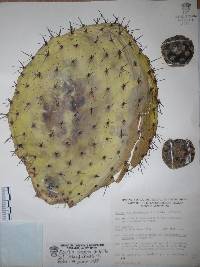 Opuntia hyptiacantha image