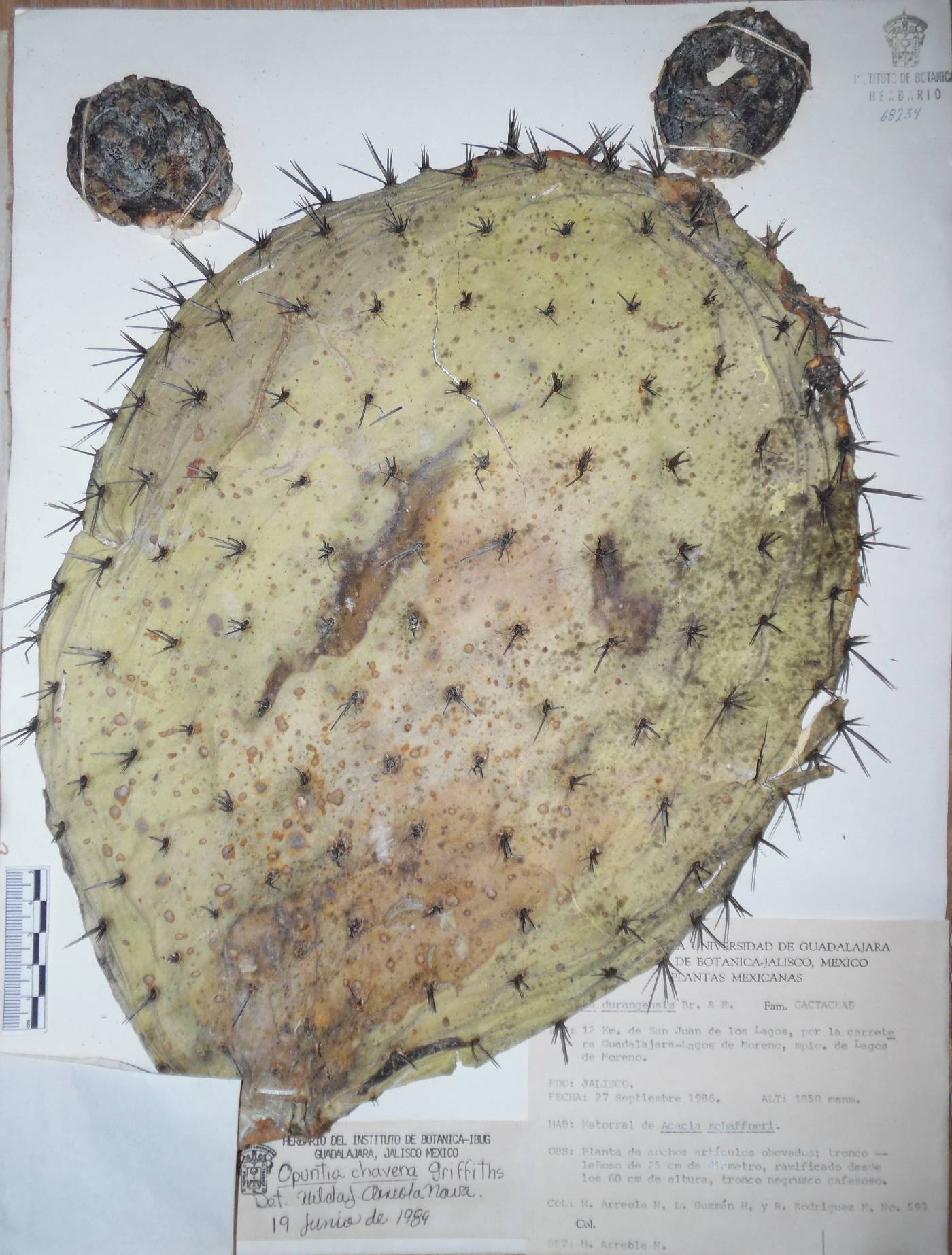 Opuntia hyptiacantha image