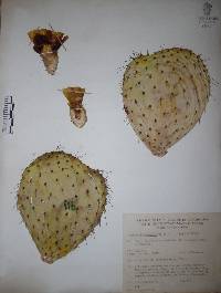 Opuntia hyptiacantha image