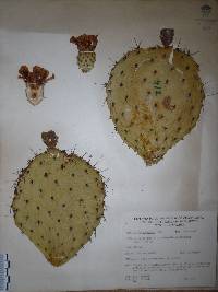 Opuntia hyptiacantha image