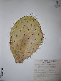 Opuntia hyptiacantha image