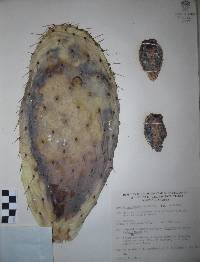 Opuntia megacantha image