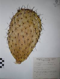 Opuntia streptacantha image