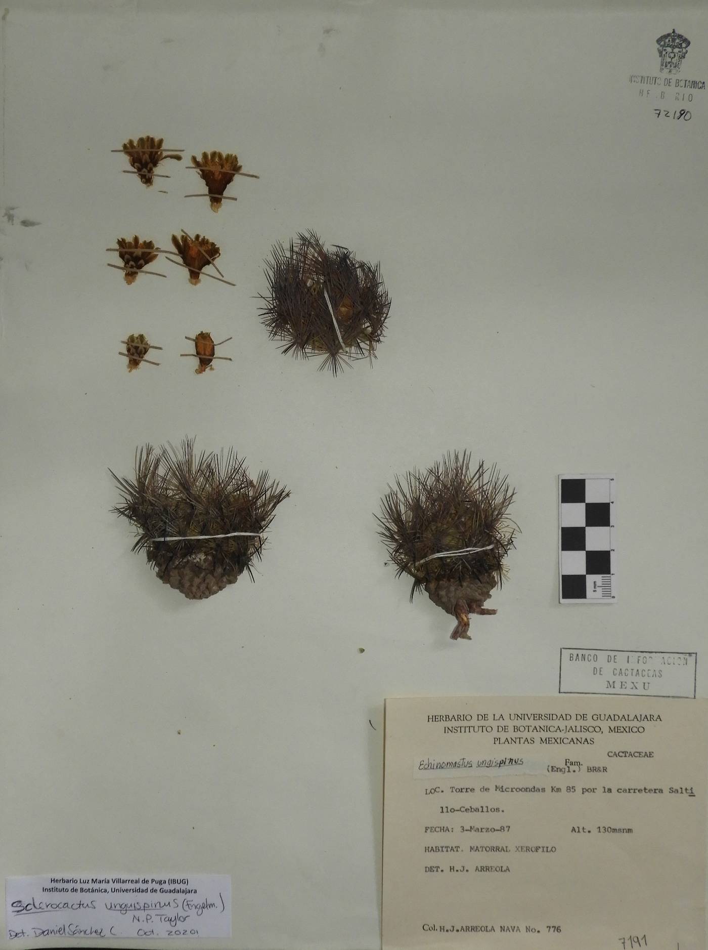 Sclerocactus unguispinus image