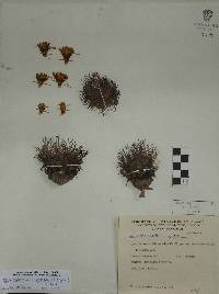 Sclerocactus unguispinus image